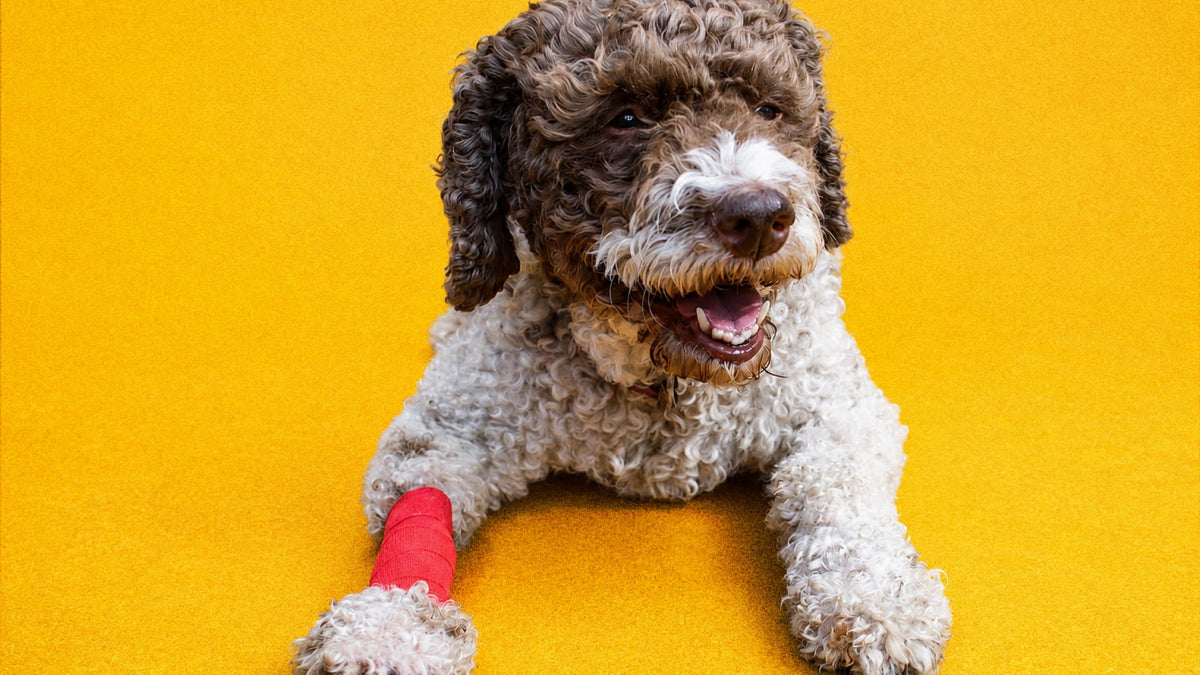 Suplementy na stawy dla psa - składniki, bezpieczeństwo i wybór